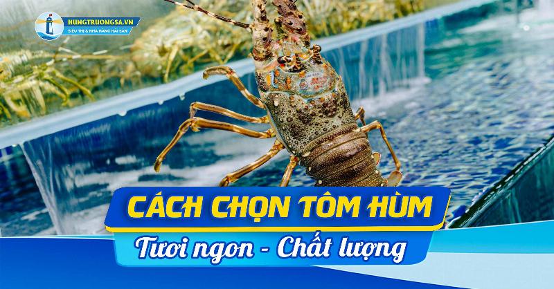 Hướng dẫn cách lựa chọn tôm hùm bông tươi ngon